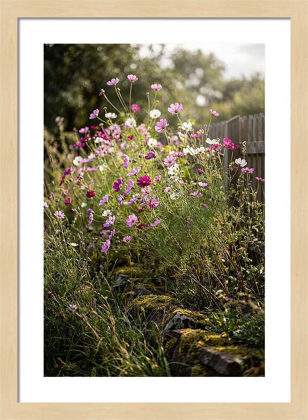 Cosmos In Bloom