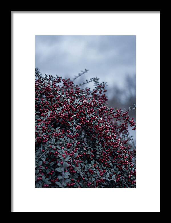 Cotoneaster Abundance In Winter