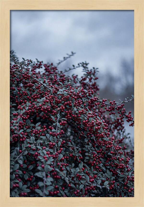 Cotoneaster Abundance In Winter