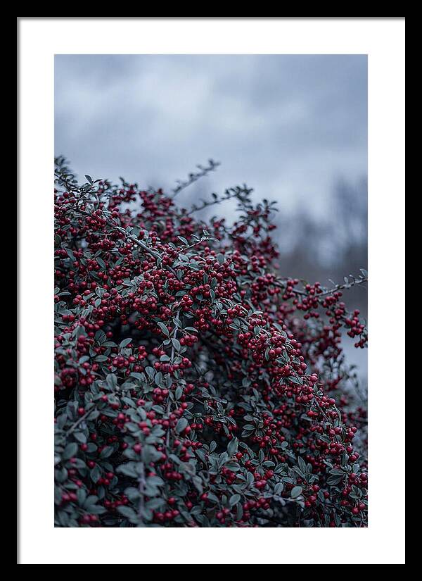 Cotoneaster Abundance In Winter
