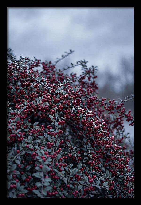 Cotoneaster Abundance In Winter