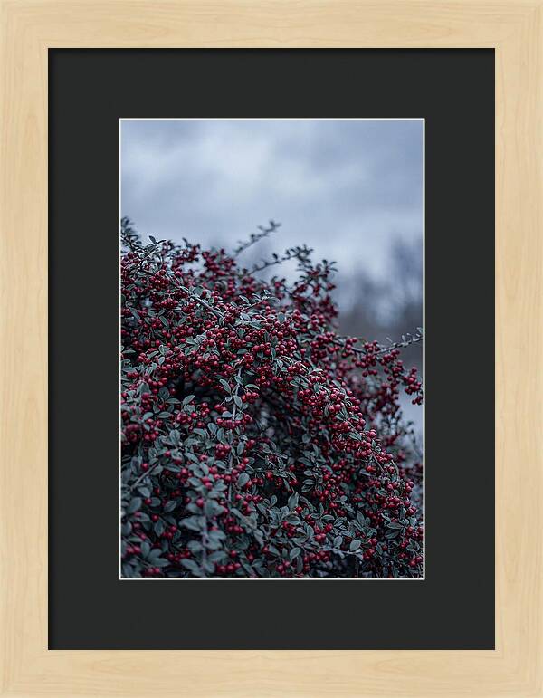 Cotoneaster Abundance In Winter