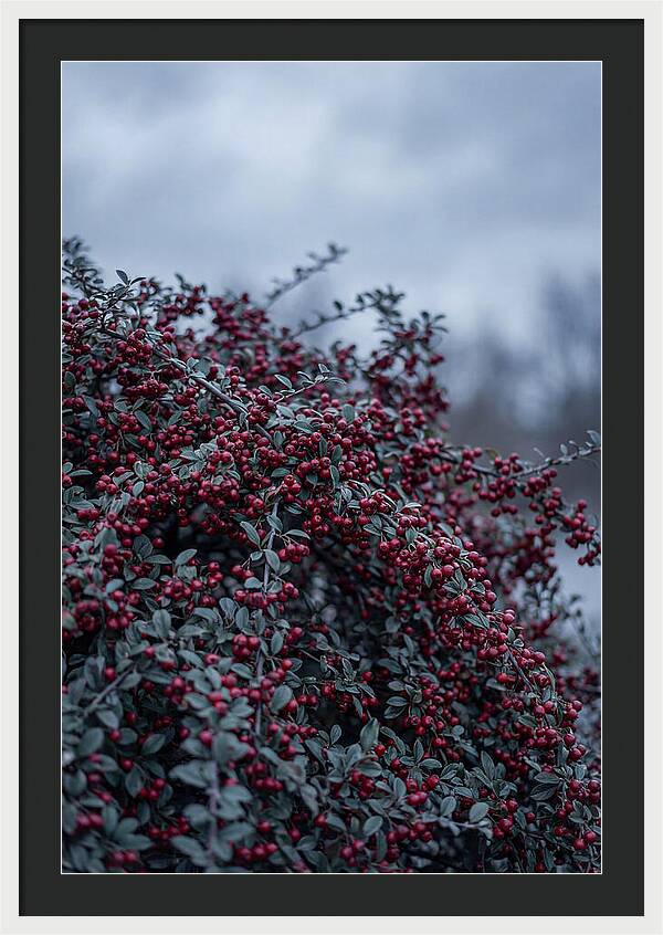 Cotoneaster Abundance In Winter