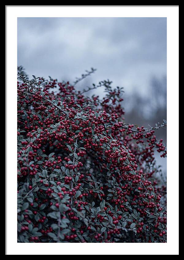 Cotoneaster Abundance In Winter