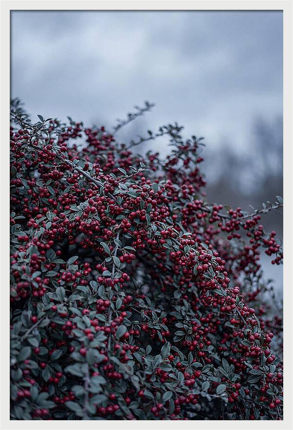 Cotoneaster Abundance In Winter