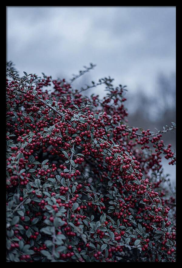 Cotoneaster Abundance In Winter