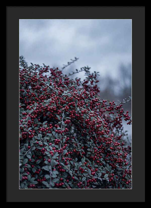 Cotoneaster Abundance In Winter