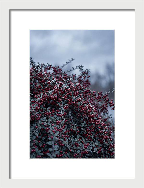 Cotoneaster Abundance In Winter