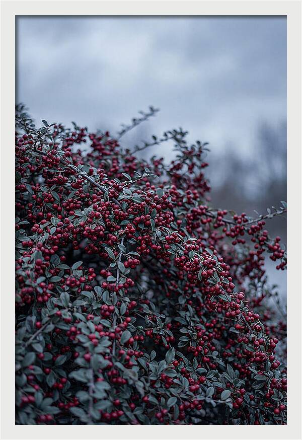 Cotoneaster Abundance In Winter