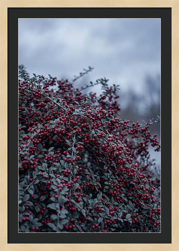 Cotoneaster Abundance In Winter