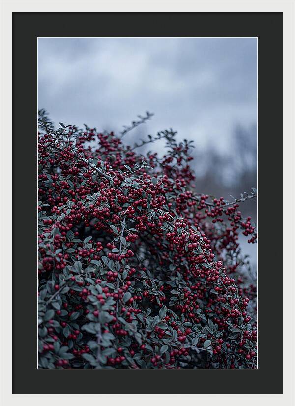 Cotoneaster Abundance In Winter