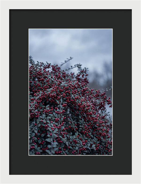 Cotoneaster Abundance In Winter