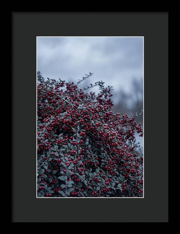 Cotoneaster Abundance In Winter