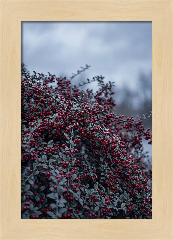 Cotoneaster Abundance In Winter