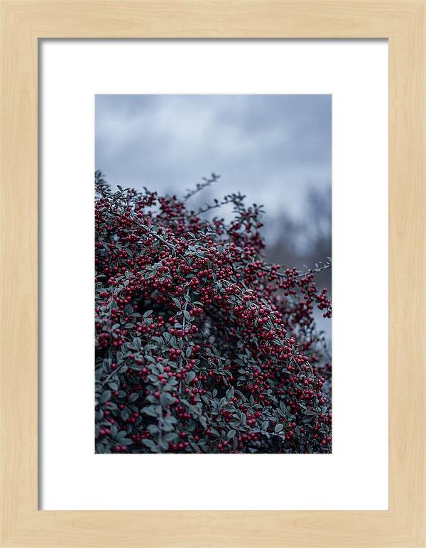 Cotoneaster Abundance In Winter