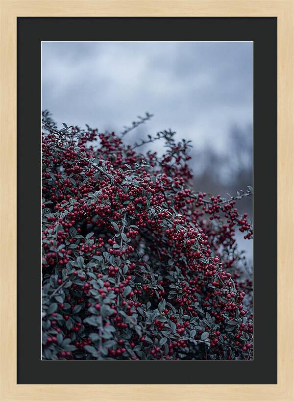 Cotoneaster Abundance In Winter