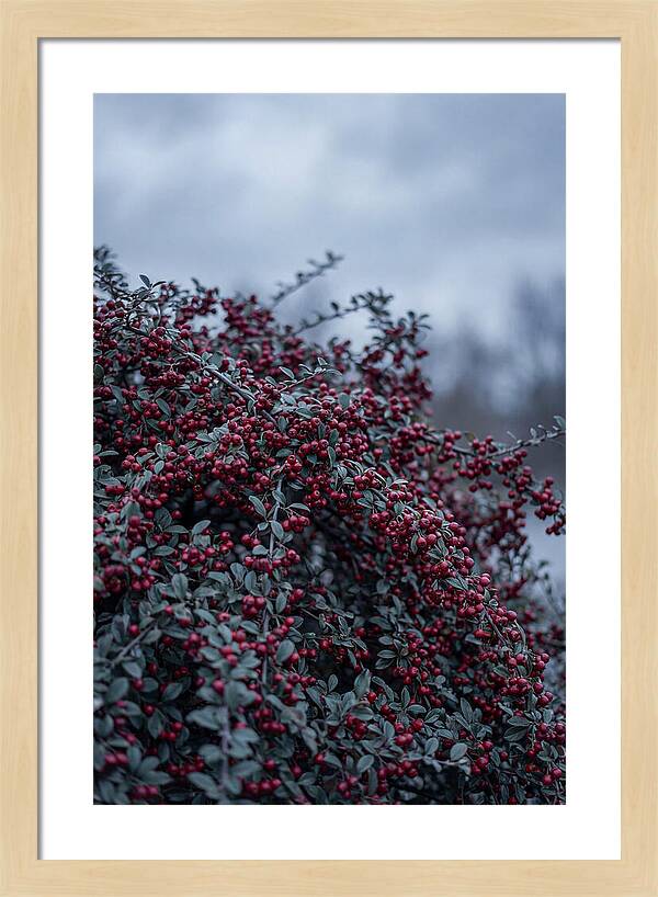Cotoneaster Abundance In Winter