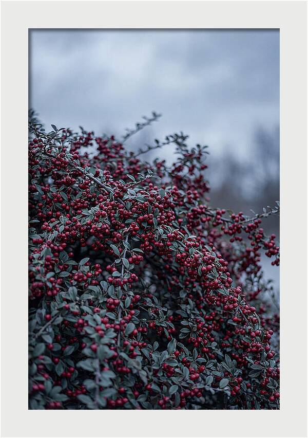Cotoneaster Abundance In Winter