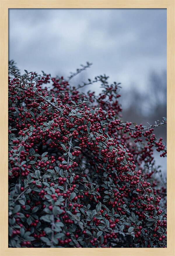 Cotoneaster Abundance In Winter