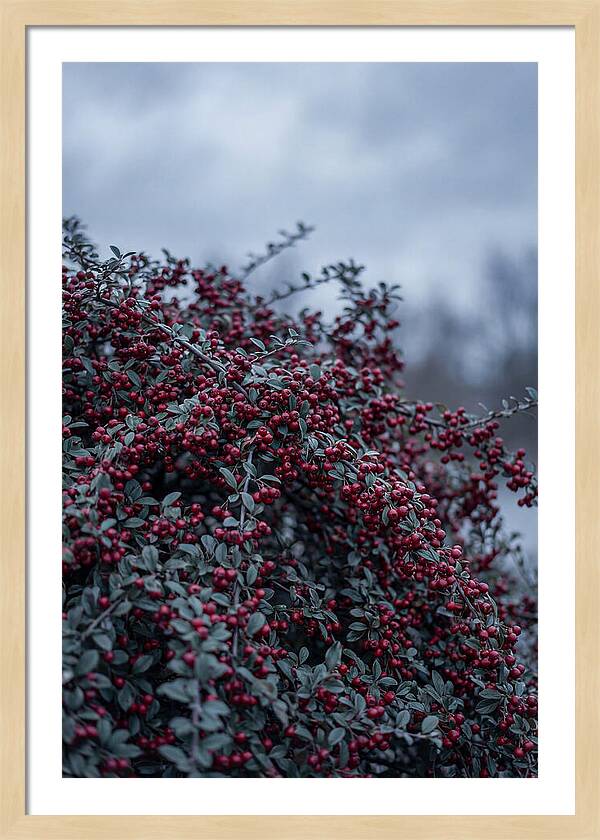 Cotoneaster Abundance In Winter