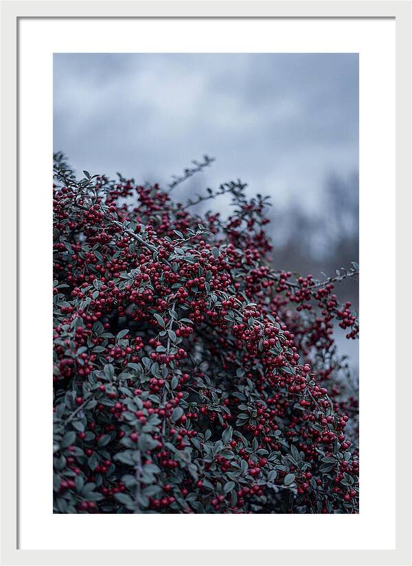 Cotoneaster Abundance In Winter