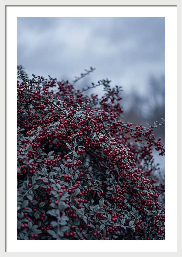 Cotoneaster Abundance In Winter