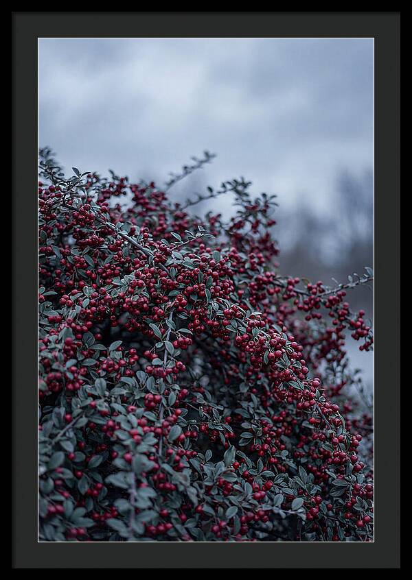 Cotoneaster Abundance In Winter