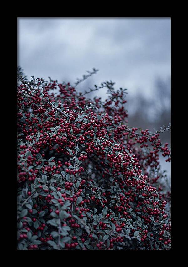 Cotoneaster Abundance In Winter