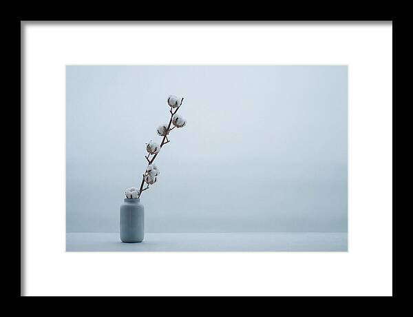 Cotton Branch Serenity