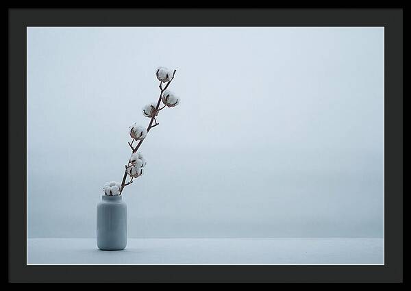 Cotton Branch Serenity