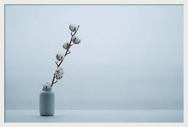 Cotton Branch Serenity