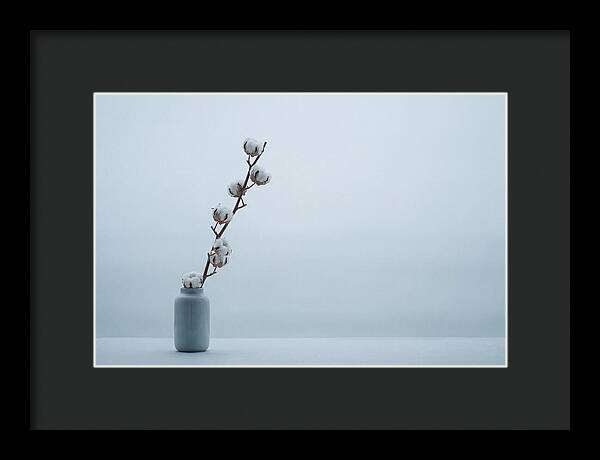 Cotton Branch Serenity