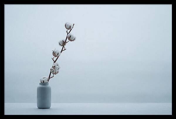 Cotton Branch Serenity