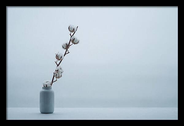 Cotton Branch Serenity