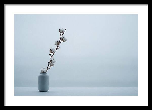 Cotton Branch Serenity