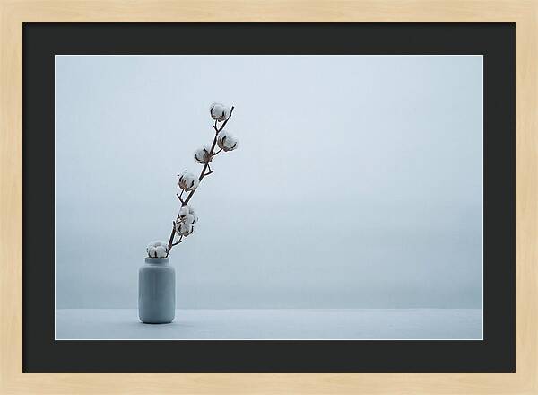 Cotton Branch Serenity