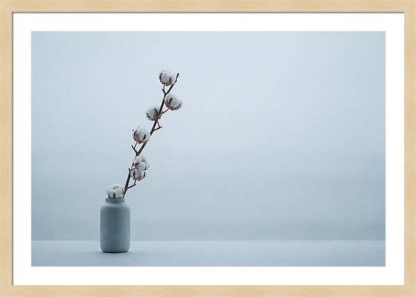 Cotton Branch Serenity