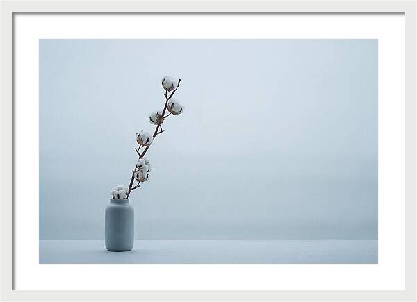 Cotton Branch Serenity
