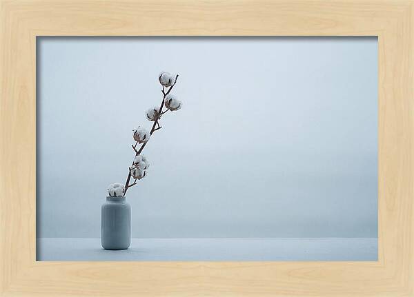 Cotton Branch Serenity
