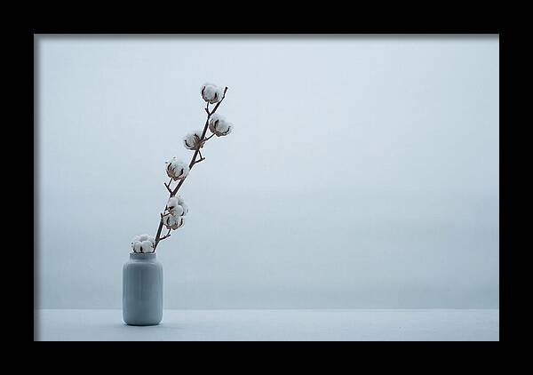 Cotton Branch Serenity