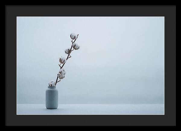 Cotton Branch Serenity