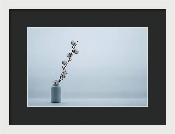 Cotton Branch Serenity