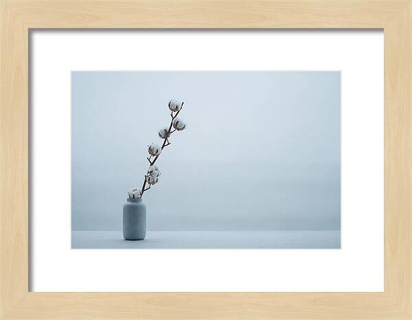 Cotton Branch Serenity