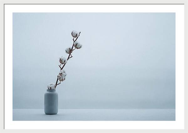 Cotton Branch Serenity