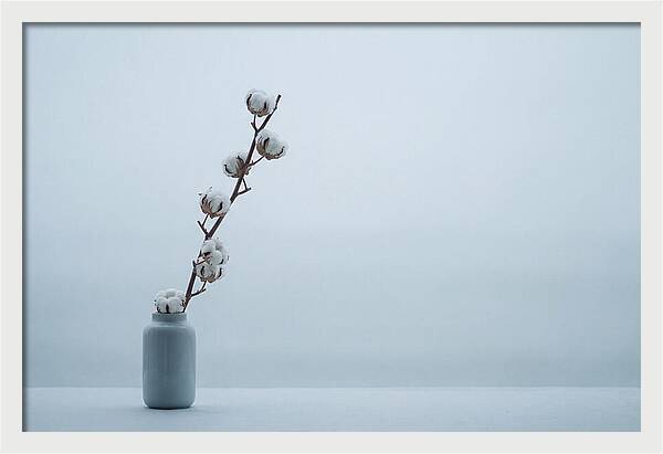 Cotton Branch Serenity