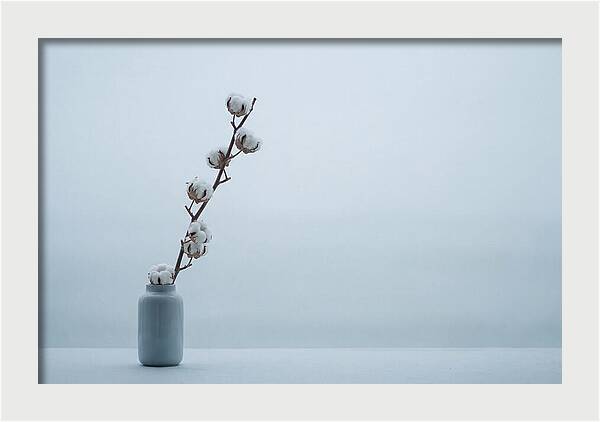 Cotton Branch Serenity