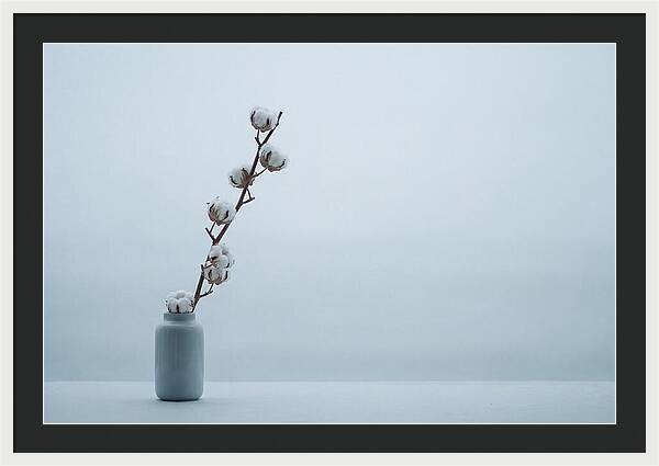 Cotton Branch Serenity