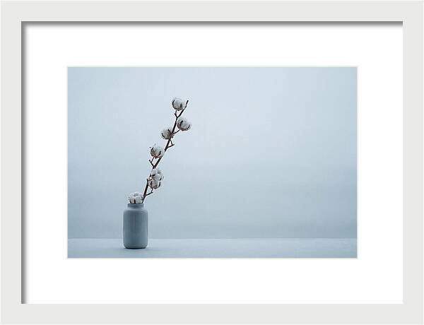 Cotton Branch Serenity