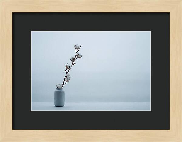 Cotton Branch Serenity
