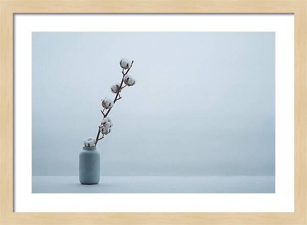 Cotton Branch Serenity